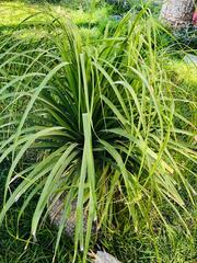 Dasylirion berlandieri