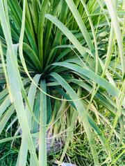 Dasylirion berlandieri