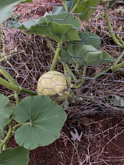 Cucurbita pepo