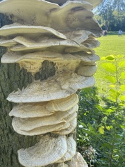 Trametes trogii