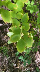 Hamamelis
