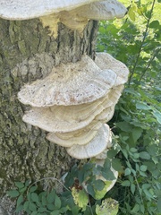 Trametes trogii