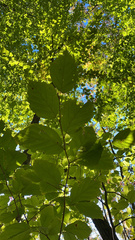 Hamamelis