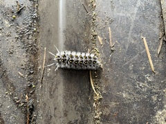 Lophocampa roseata