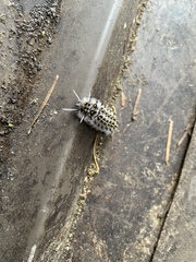 Lophocampa roseata