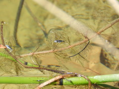 Neogerris hesione