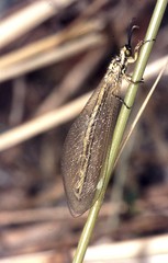 Myrmecaelurus trigrammus