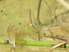 Neogerris hesione