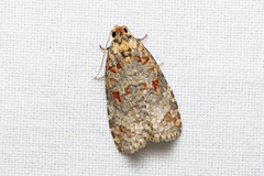 Cryptoptila australana