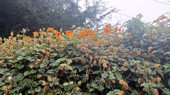 Thunbergia gregorii