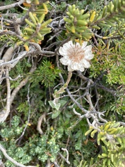 Rhodanthe anthemoides