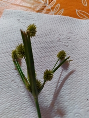 Cyperus retrorsus