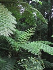 Sphaeropteris lepifera