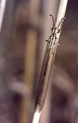 Myrmecaelurus trigrammus