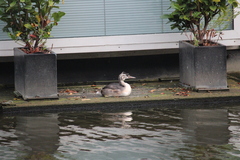 Podiceps cristatus