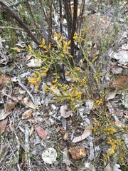 Leptomeria scrobiculata