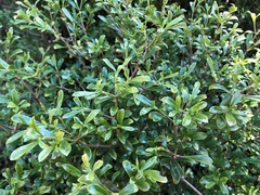 Psychotria daphnoides