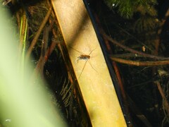 Neogerris hesione