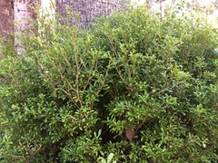 Psychotria daphnoides