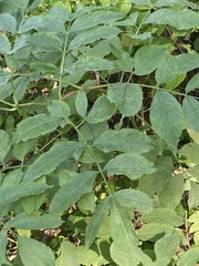 Sambucus nigra