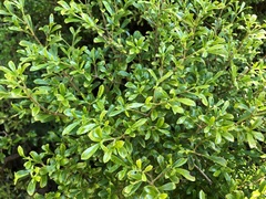 Psychotria daphnoides