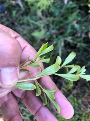 Psychotria daphnoides