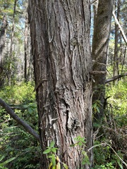 Cupressus pygmaea
