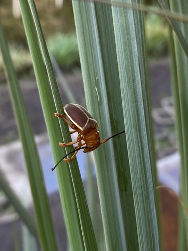 Pythais scutigera