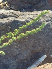 Chenopodium berlandieri