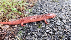 Pseudotriton ruber ruber