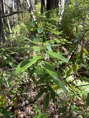 Rhododendron columbianum