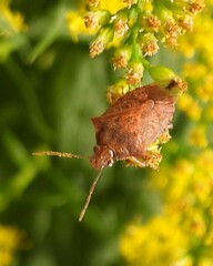 Pentatomidae