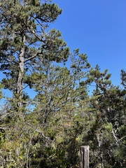 Cupressus pygmaea