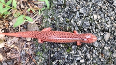 Pseudotriton ruber ruber