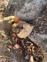 Ganoderma polychromum