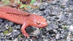 Pseudotriton ruber ruber