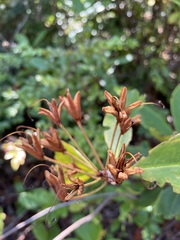 Rhododendron macrophyllum