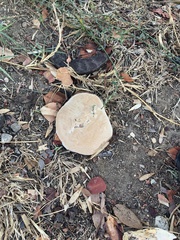 Ganoderma polychromum