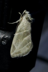 Plagiomimicus tepperi