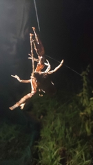 Pacifastacus leniusculus