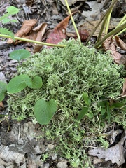 Sphagnum girgensohnii