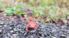 Pseudotriton ruber ruber