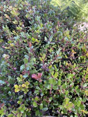 Arctostaphylos nummularia