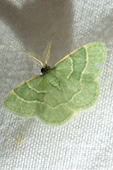 Chlorochlamys phyllinaria