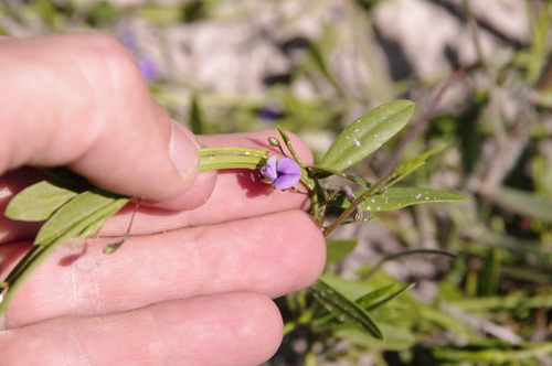 Image of Psoralea laxa by (c) Eric Knight, some rights reserved (CC BY)
