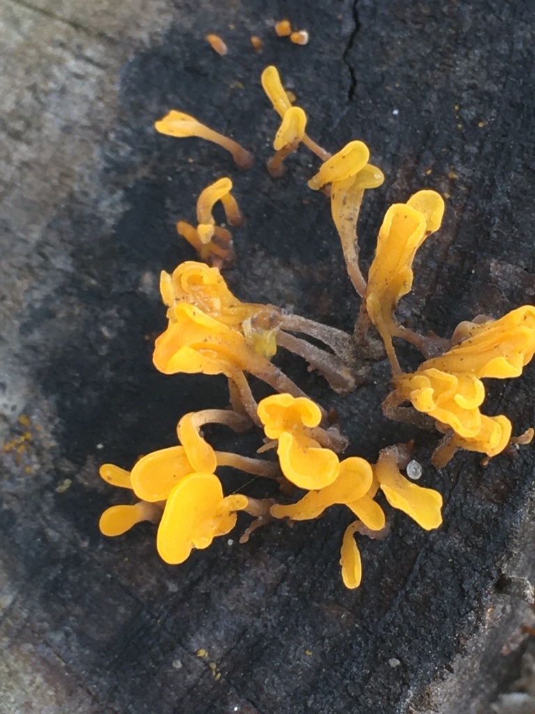 Orange Jelly Spot from Talbot County, MD, USA on October 01, 2022 at 10