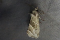 Plagiomimicus tepperi