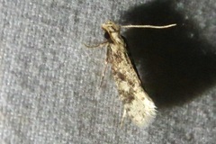 Amydria effrenatella