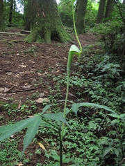 Arisaema heterophyllum