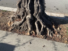 Ganoderma polychromum